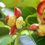 Kỹ thuật nuôi trồng Măng cụt