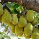 Kỹ thuật nuôi cây mít