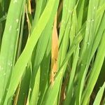 Rầy phấn trắng nỗi lo thất mùa và cách phòng trị hiệu quả