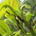 Phòng trừ bệnh thán thư trên cây điều