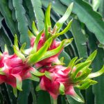 Lưu ý phòng trừ bệnh hại thanh long khi thời tiết trái mùa