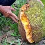 Mít bị nứt trái, nguyên nhân và cách khắc phục