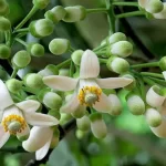 Kỹ thuật xử lý ra hoa Bưởi Da Xanh đạt kết quả cao