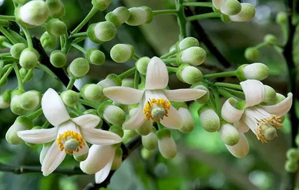 Kỹ thuật xử lý ra hoa Bưởi Da Xanh đạt kết quả cao
