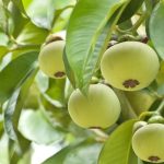 Các bệnh thường gặp trên cây măng cụt