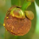 Khắc phục xì mủ sượng trái trên cây măng cụt