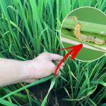 Sâu cuốn lá lúa và biện pháp phòng trừ