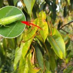 Quản lý rầy xanh không hiệu quả? Cách tiêu diệt dứt điểm rầy kháng thuốc?