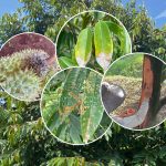 Các loại bệnh thường gặp trên sầu riêng, nguyên nhân và giải pháp khắc phục hiệu quả